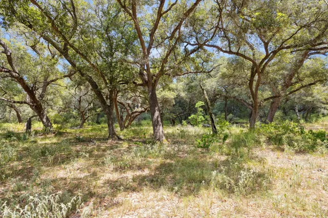 a big yard with lots of green space and plants