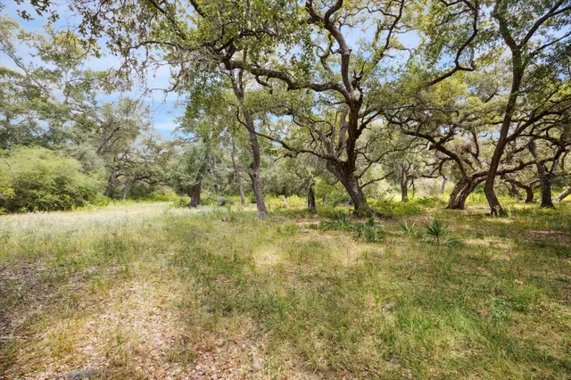 a view of a yard with a tree