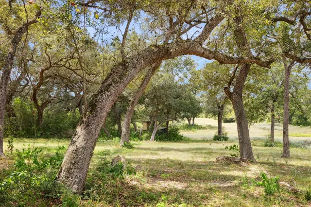 a view of a yard with a tree