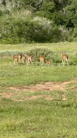 a view of a field with an ocean