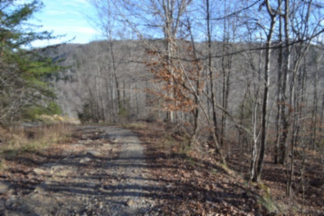 0 Steel Tram Ridge Crawford, TN 38554 - Photo 11 of 66 a view of a dry yard with trees
