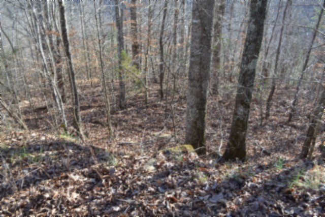 0 Steel Tram Ridge Crawford, TN 38554 - Photo 12 of 66 a close up of a plant in a forest