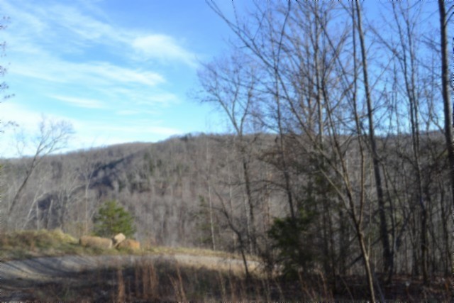 0 Steel Tram Ridge Crawford, TN 38554 - Photo 14 of 66 a view of a yard with a tree