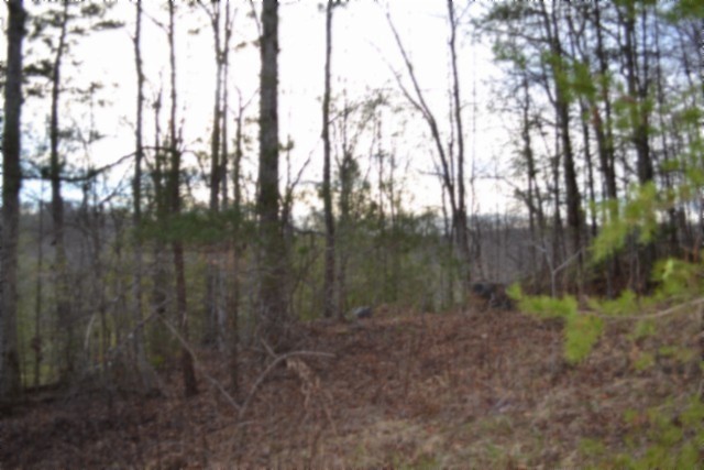 0 Steel Tram Ridge Crawford, TN 38554 - Photo 18 of 66 a view of a forest with a tree