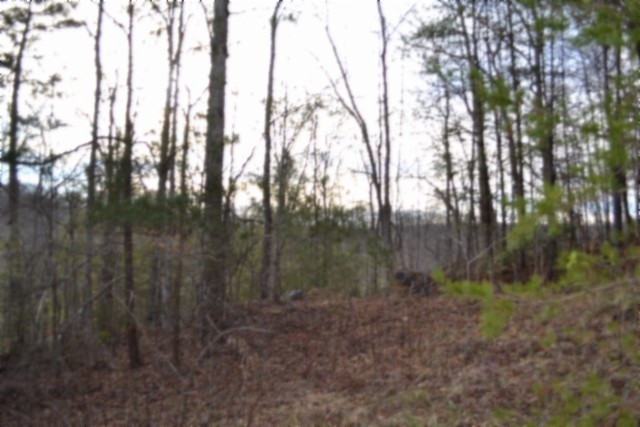 0 Steel Tram Ridge Crawford, TN 38554 - Photo 19 of 66 a view of a forest with trees in the background