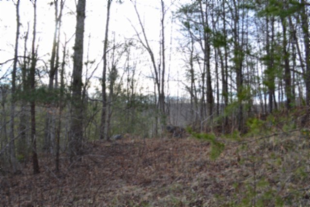 0 Steel Tram Ridge Crawford, TN 38554 - Photo 20 of 66 a view of a forest with trees in the background