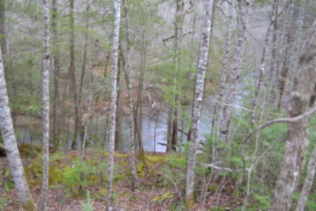 0 Steel Tram Ridge Crawford, TN 38554 - Photo 24 of 66 a close up of a plant in a bathroom
