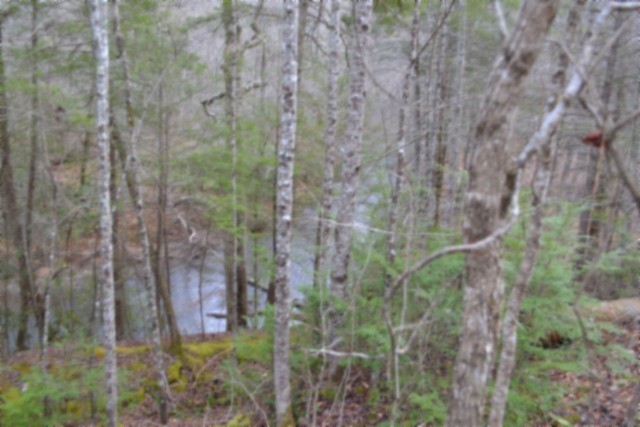 0 Steel Tram Ridge Crawford, TN 38554 - Photo 25 of 66 a close view of a plant in a garden