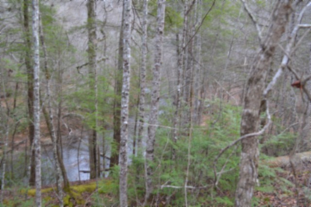 0 Steel Tram Ridge Crawford, TN 38554 - Photo 26 of 66 a close up of a plant in a forest