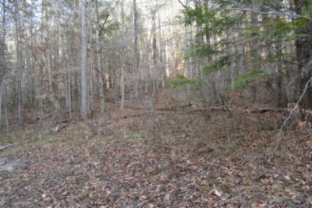 0 Steel Tram Ridge Crawford, TN 38554 - Photo 34 of 66 a view of a yard with trees in the background