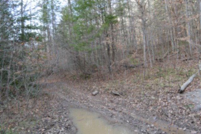 0 Steel Tram Ridge Crawford, TN 38554 - Photo 36 of 66 a view of a dry yard in a forest