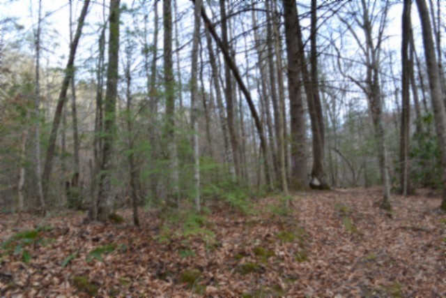 0 Steel Tram Ridge Crawford, TN 38554 - Photo 38 of 66 a view of a forest with trees in the background
