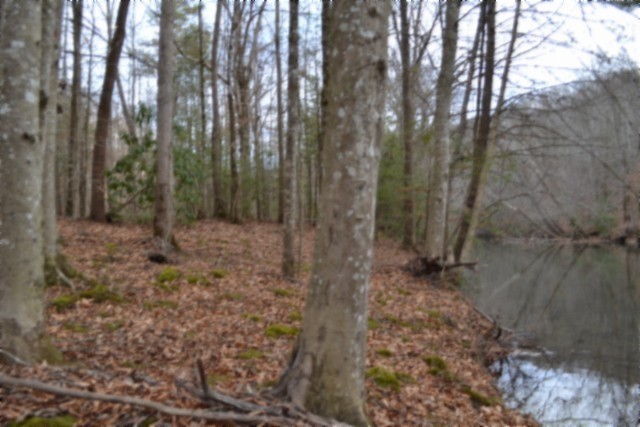 0 Steel Tram Ridge Crawford, TN 38554 - Photo 43 of 66 a view of a forest with trees in the background