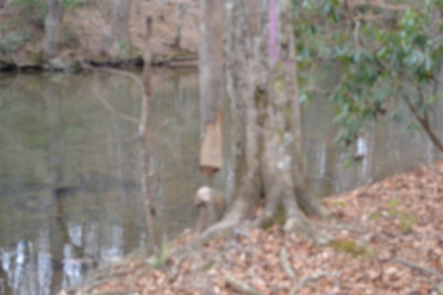 0 Steel Tram Ridge Crawford, TN 38554 - Photo 45 of 66 a view of a small yard