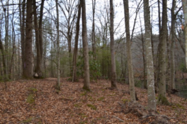 0 Steel Tram Ridge Crawford, TN 38554 - Photo 52 of 66 a view of a forest with trees in the background