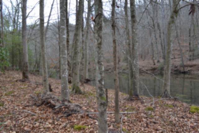 0 Steel Tram Ridge Crawford, TN 38554 - Photo 53 of 66 a view of a forest