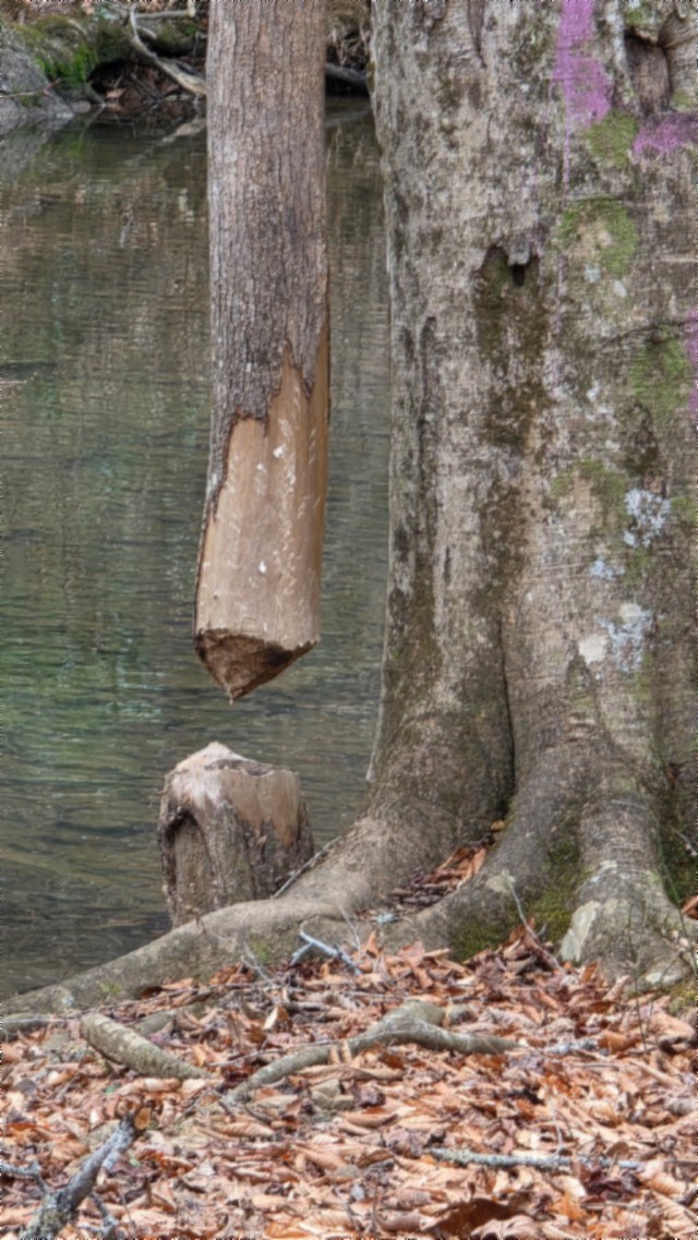 0 Steel Tram Ridge Crawford, TN 38554 - Photo 57 of 66