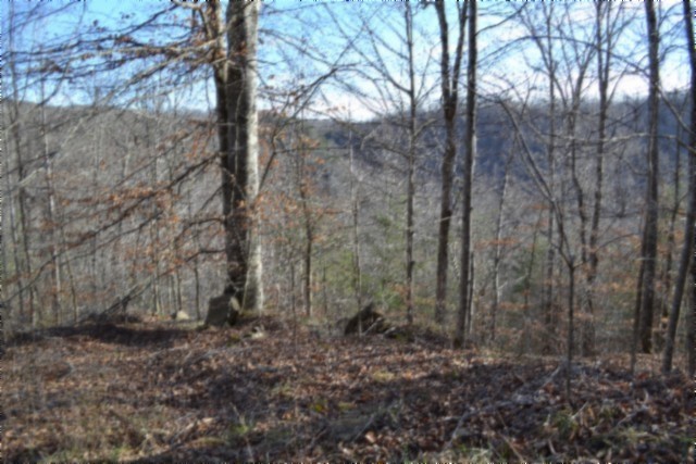 0 Steel Tram Ridge Crawford, TN 38554 - Photo 6 of 66 a view of a yard with large trees