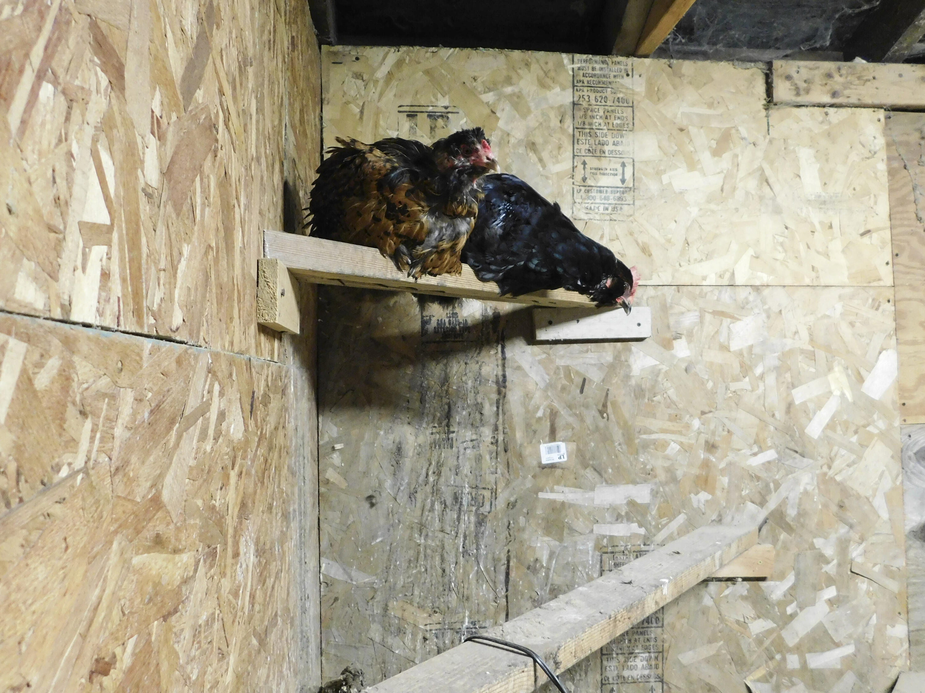 483 Medford Road Milo, ME 04463 - Photo 53 of 73 Chickens