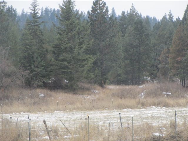 4271 Lumberg Road Springdale, WA 99173 - Photo 6 of 20