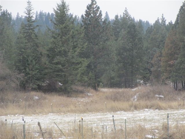 4271 Lumberg Road Springdale, WA 99173 - Photo 7 of 20