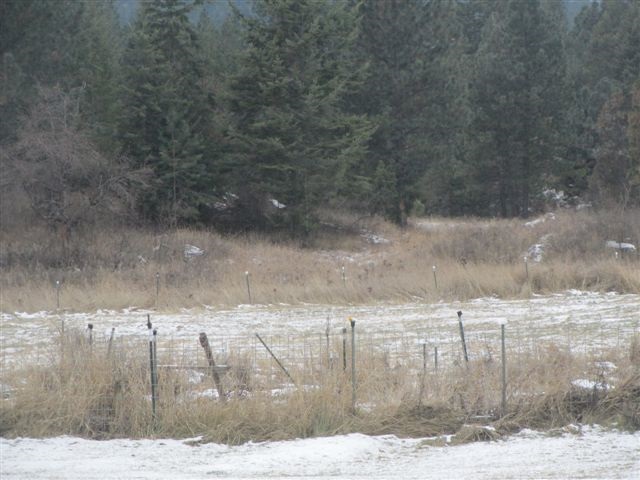 4271 Lumberg Road Springdale, WA 99173 - Photo 8 of 20