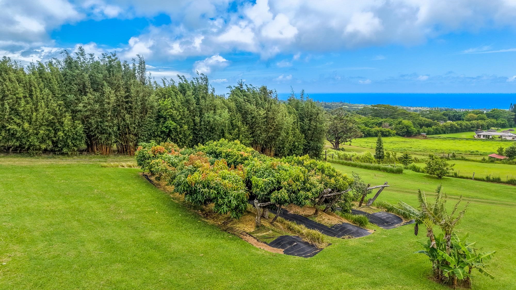 820 West Kuiaha Road, Unit A Haiku, HI 96708 - Photo 35 of 38