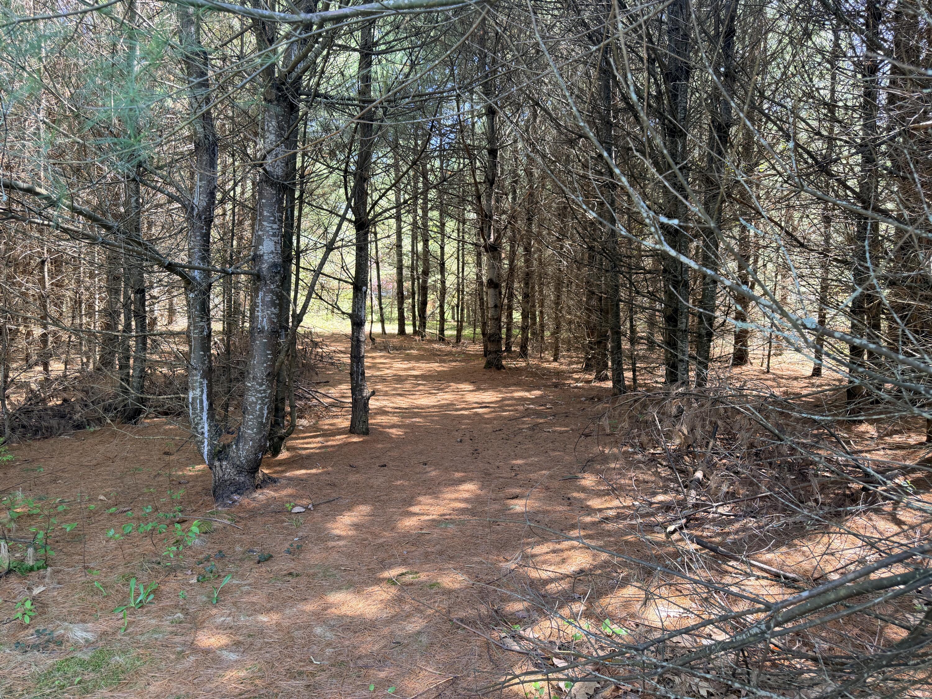 Lot 4 Emery Road Parsonsfield, ME 04047 - Photo 10 of 42 IMG_5320