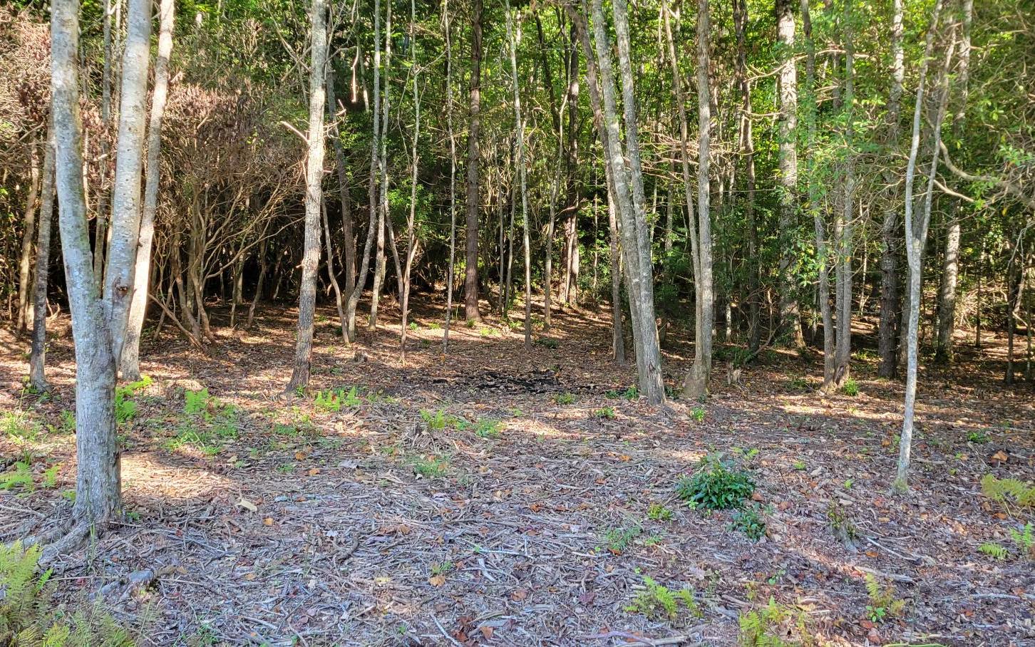 0 John Laurel Drive Murphy, NC 28906 - Photo 3 of 9 Additional View