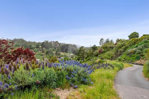a view of a bunch of trees and bushes