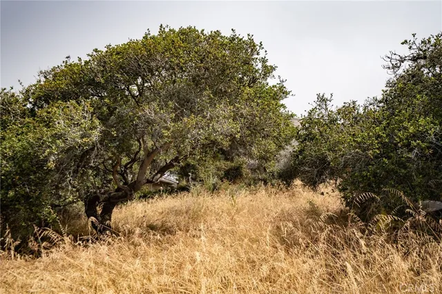 a view of a tree in a yard