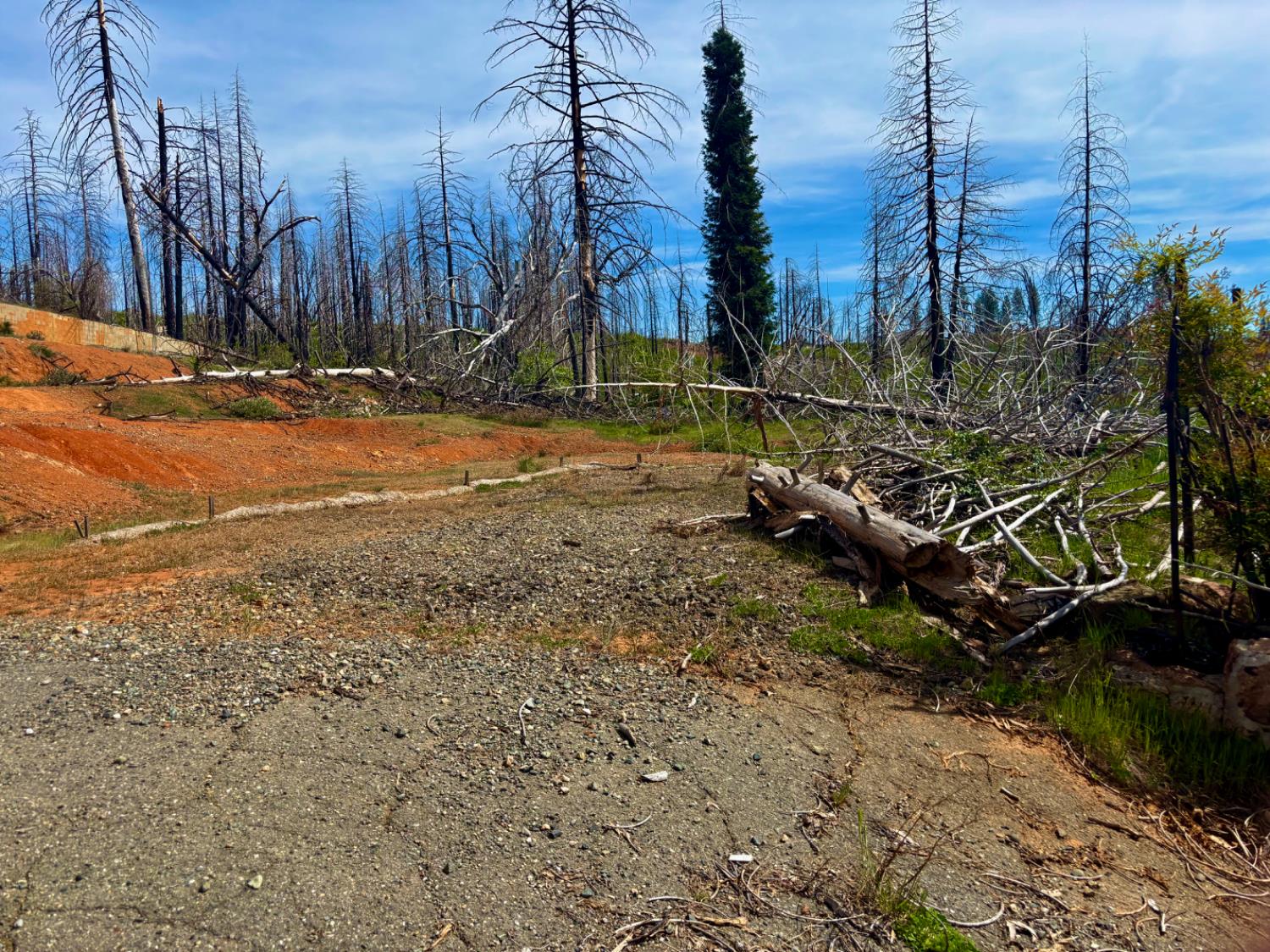 4664 String Canyon Road Somerset, CA 95684 - Photo 11 of 32 a view of a yard with a tree