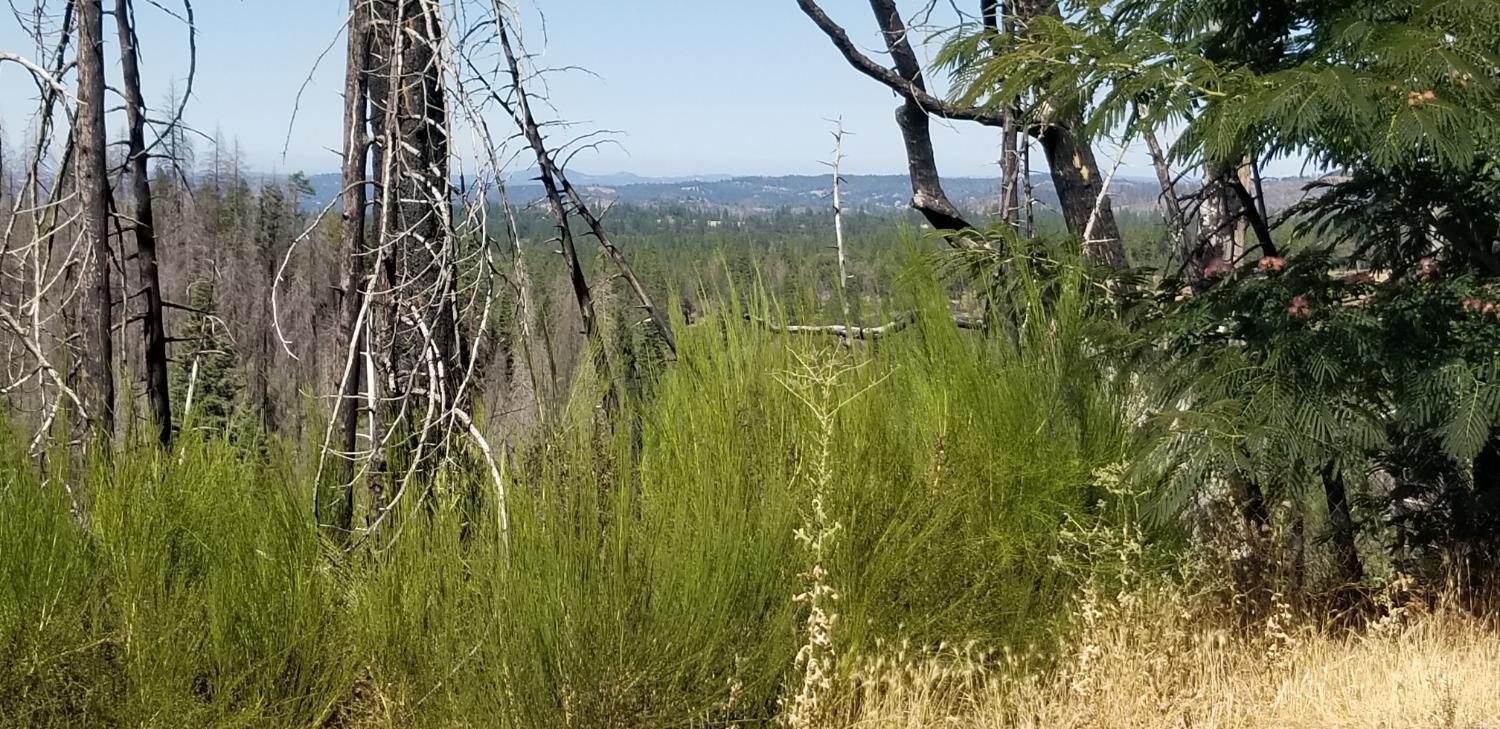 4664 String Canyon Road Somerset, CA 95684 - Photo 29 of 32 a view of a yard with plants and large trees