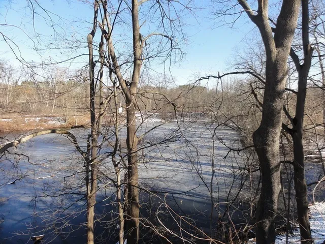 a view of a park that has a tree