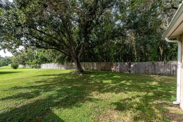 a view of a trees in a yard