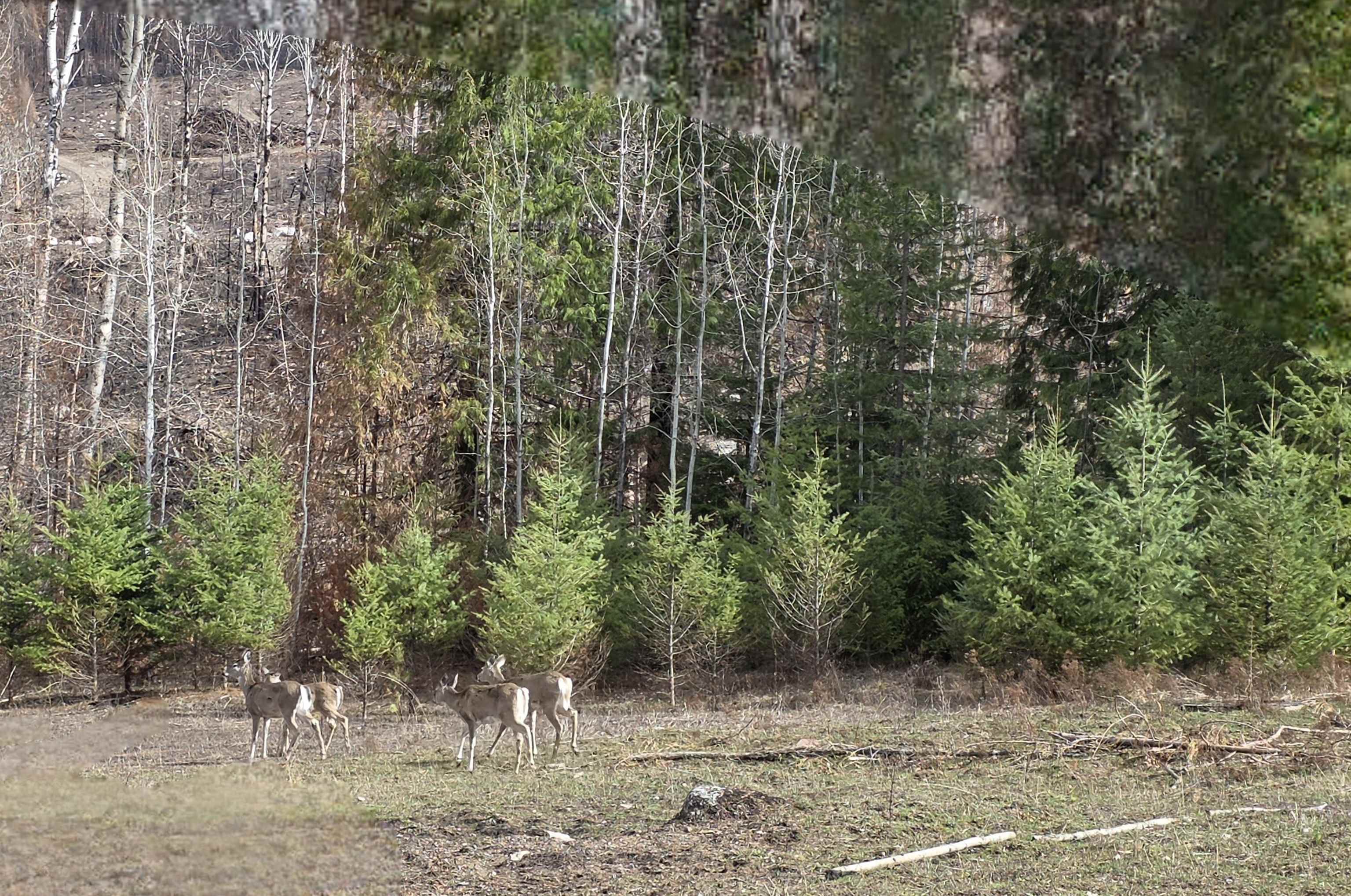 2433 B Widow Road Colville, WA 99114 - Photo 7 of 11