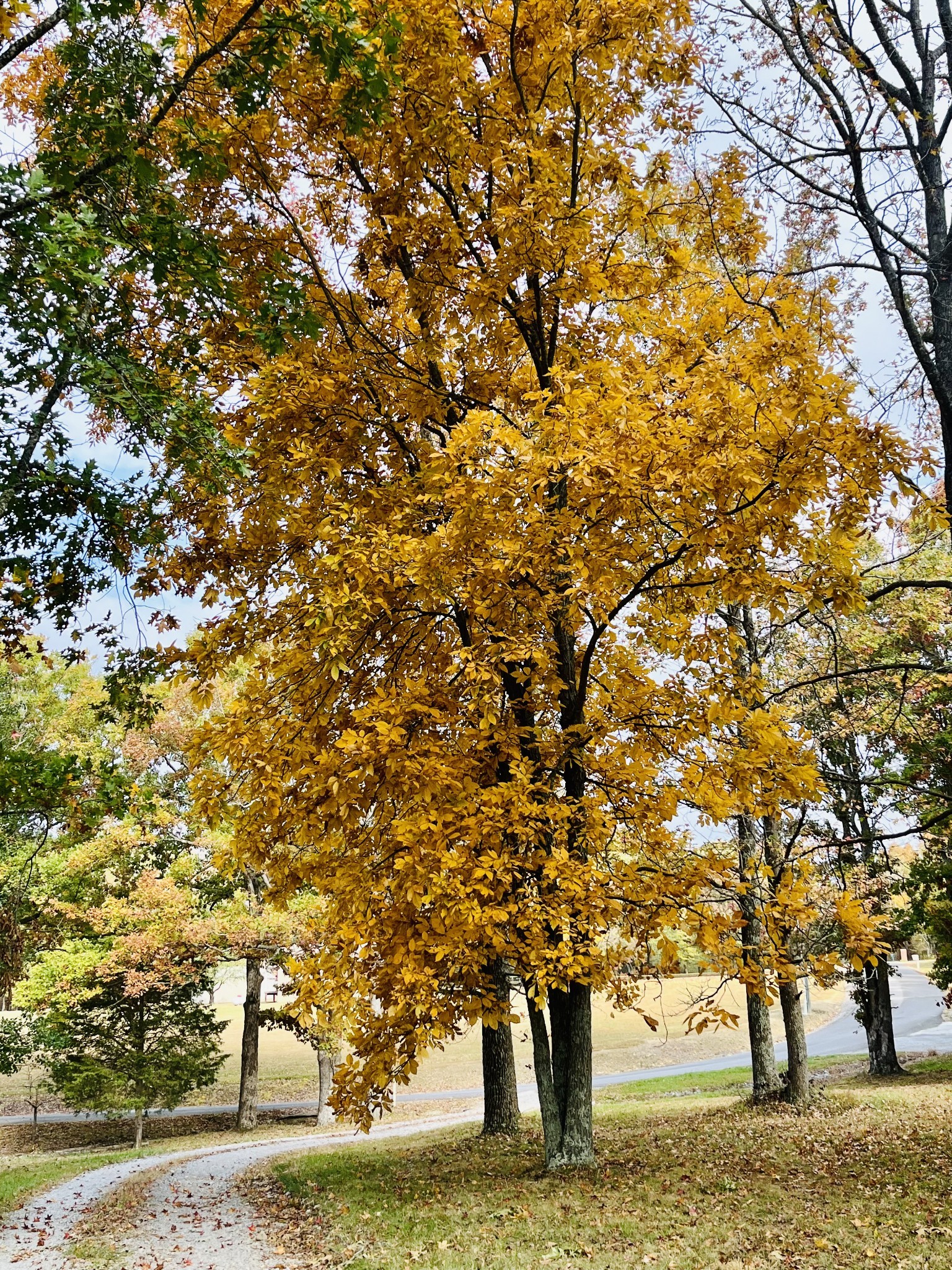 1288 B Smiley Troutt Road Bethpage, TN 37022 - Photo 57 of 57