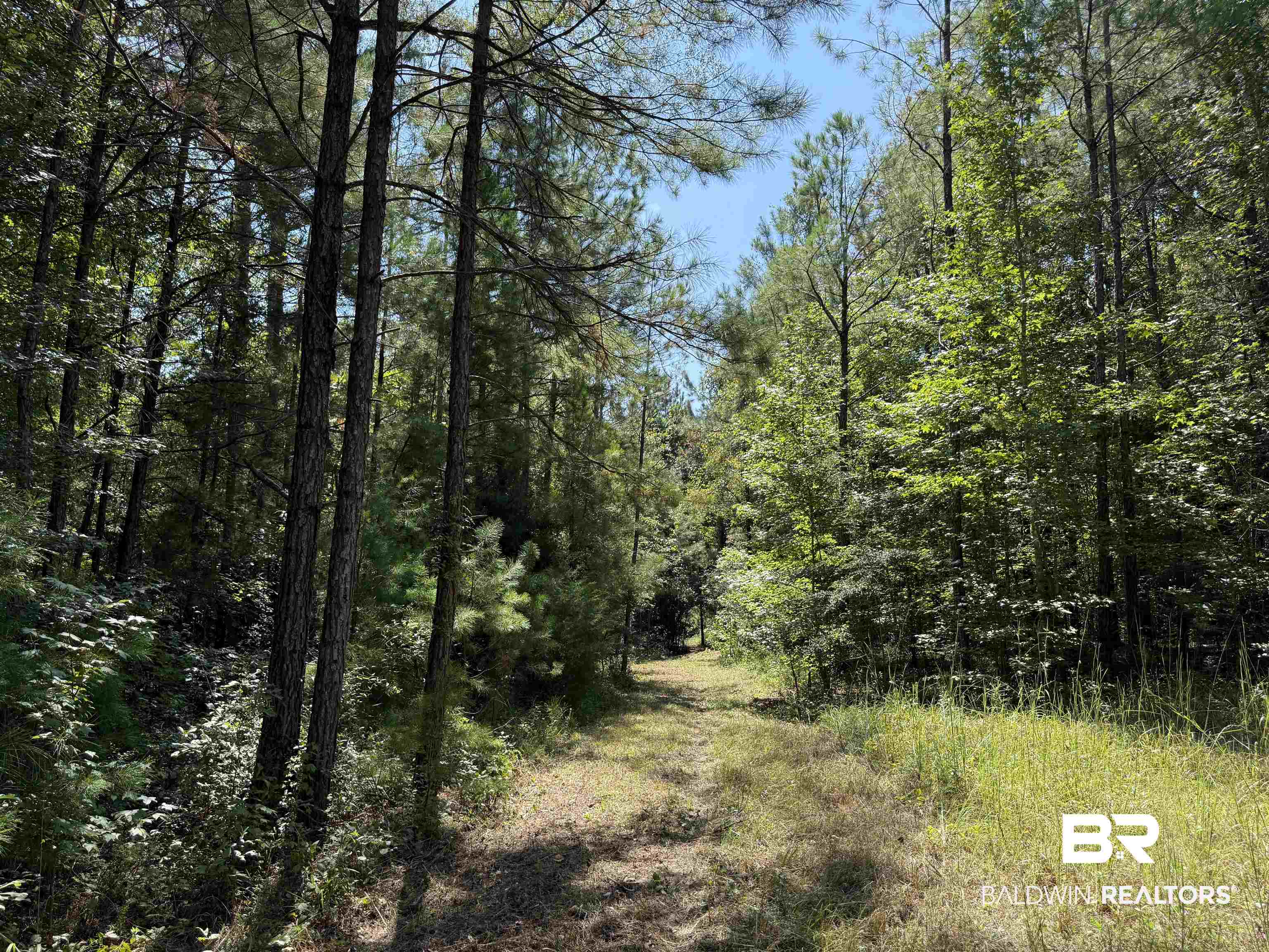 13850 Tallahatta Springs Road Thomasville, AL 36784 - Photo 17 of 27 View of wooded area