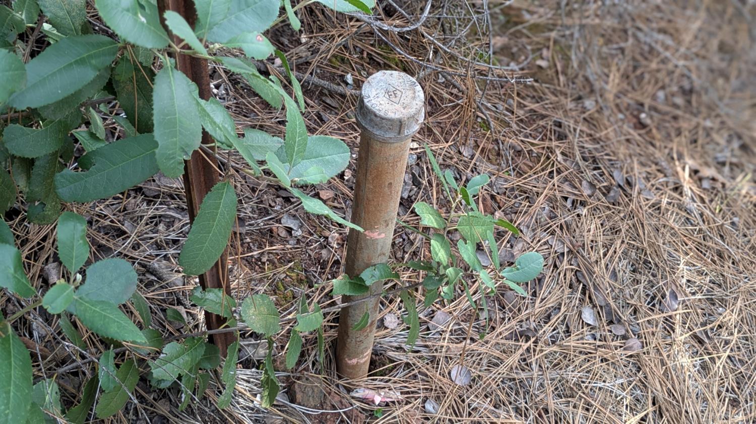 4086 Pilot View Court Pilot Hill, CA 95664 - Photo 25 of 34 a close up of a plant in a garden