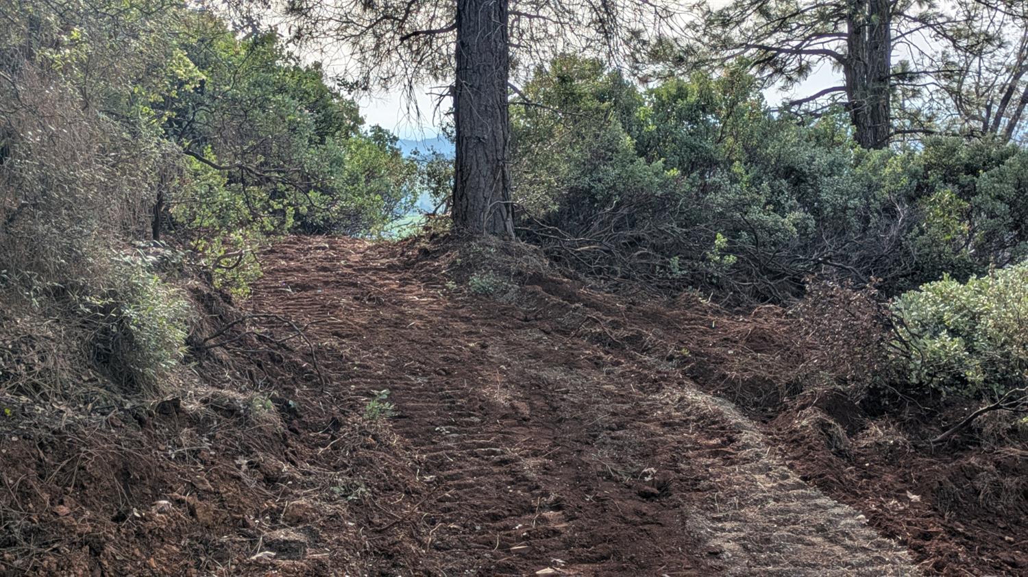 4086 Pilot View Court Pilot Hill, CA 95664 - Photo 26 of 34 a view of a forest with trees in the background