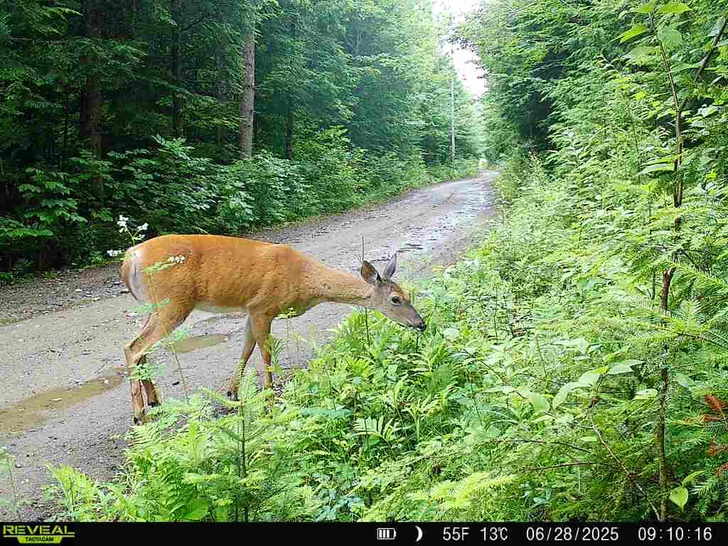 82 Dodge Road Burnham, ME 04922 - Photo 34 of 42 image9