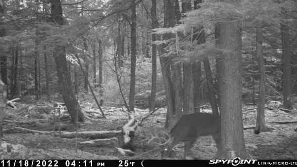 82 Dodge Road Burnham, ME 04922 - Photo 37 of 42 image0