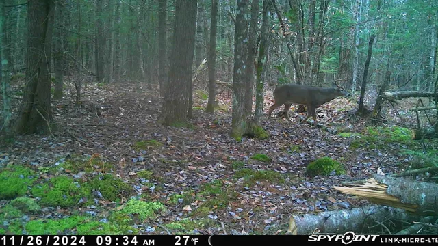 $255,000 | 82 Dodge Road, Burnham, ME 04922