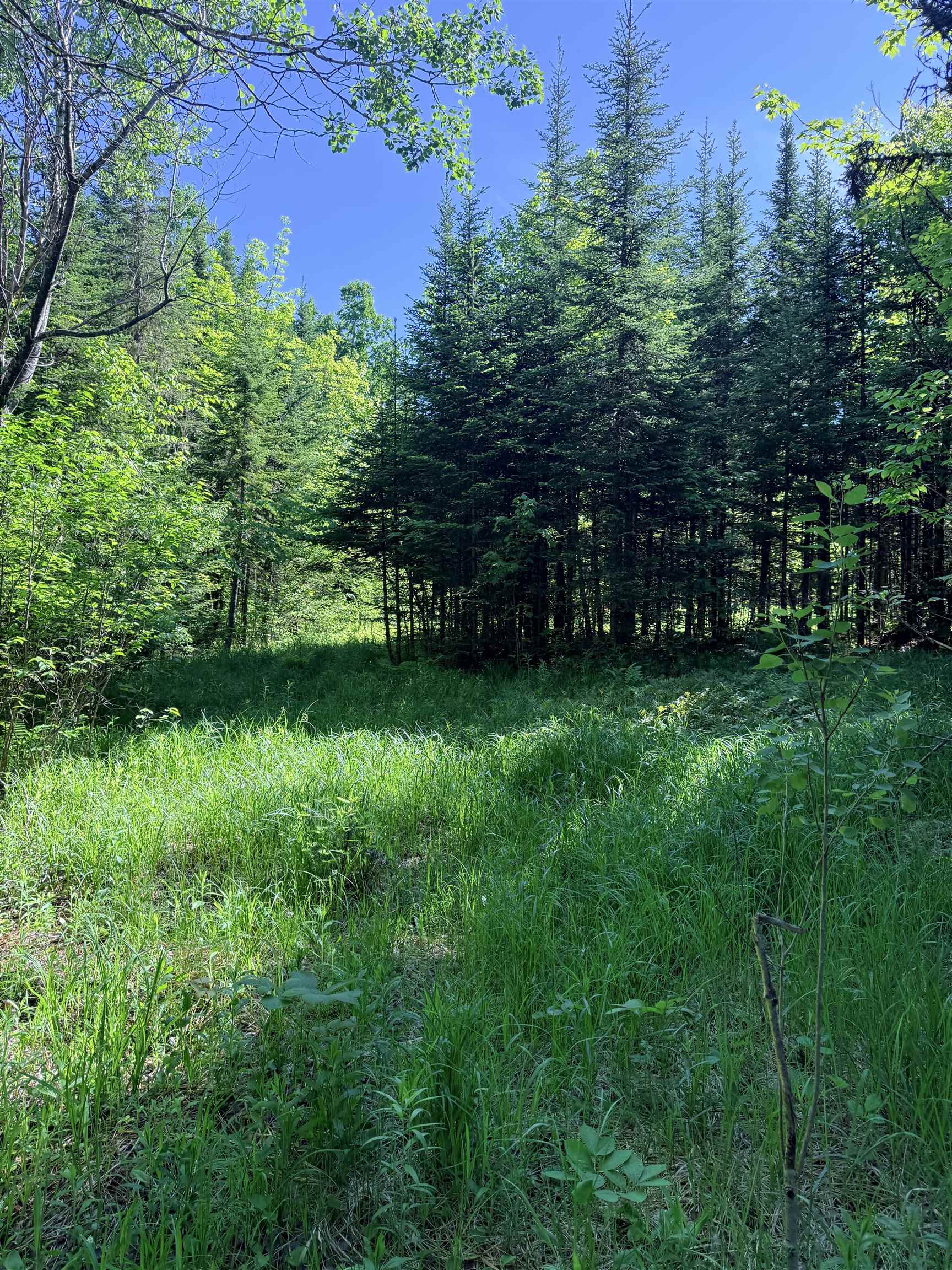 0 Tug Mountain Road Lunenburg, VT 05906 - Photo 7 of 18