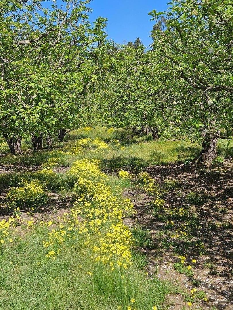 a view of a big yard with plants and large trees