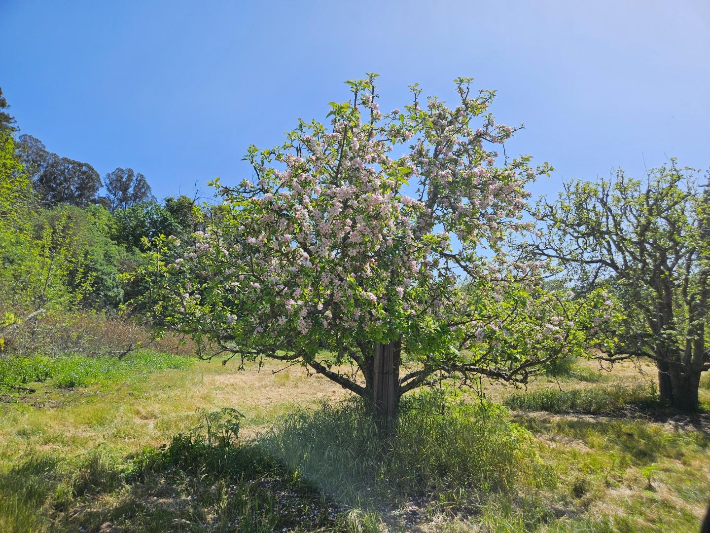0 Storey Road Watsonville, CA 95076 - Photo 5 of 6 a yard with a house in back