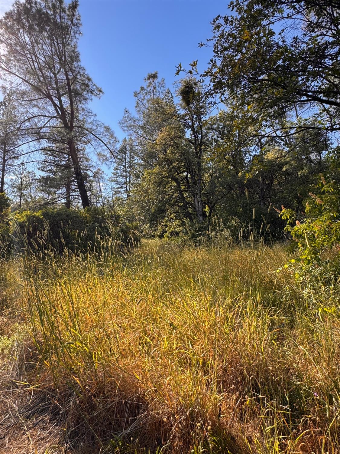 16492 Indiana Ranch Road Brownsville, CA 95919 - Photo 6 of 10