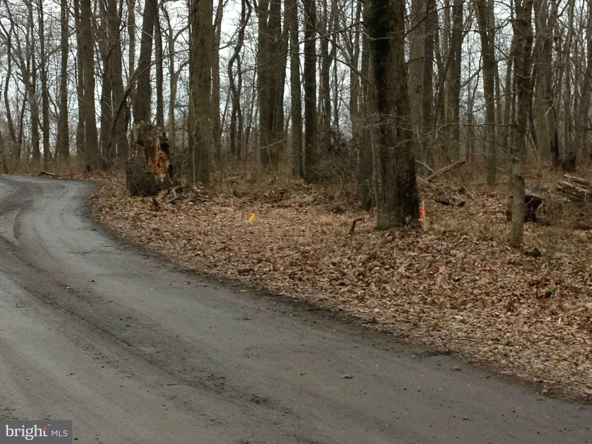 View of wooded 5 acre lot off private drive