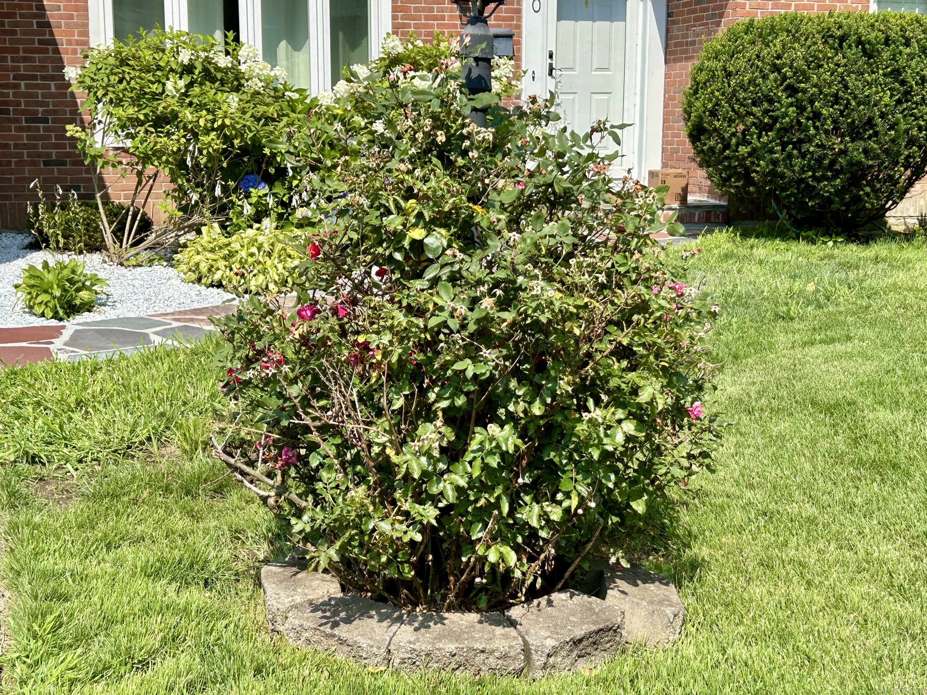 30 Apter Drive Torrington, CT 06790 - Photo 31 of 36 a view of a garden with plants and flowers