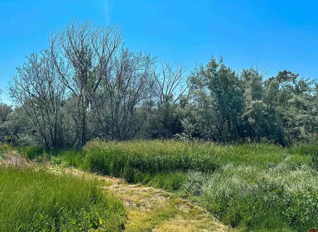 a view of a yard with plants and large trees